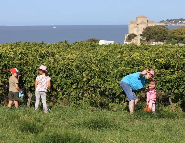 Pédagogie positive, une vignerone americaine dans les hauts de Talmont